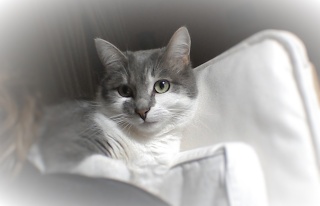Dr Maboul, chatonne grise et blanche, née vers avril 2014 - Page 3 Win_2011
