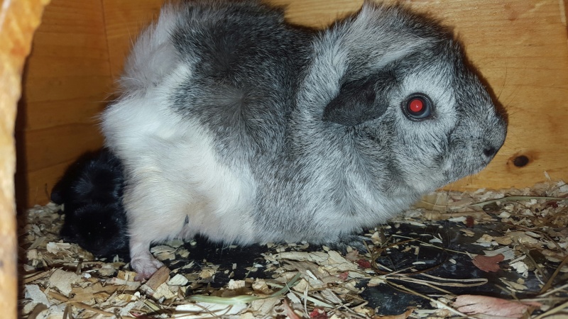 Unexpected Litter from rescued guinea pig 20160511