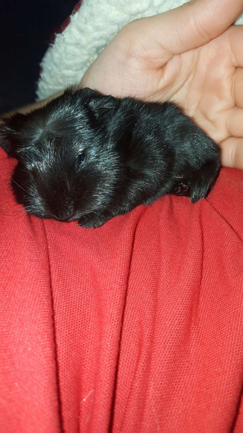 Unexpected Litter from rescued guinea pig 20160512