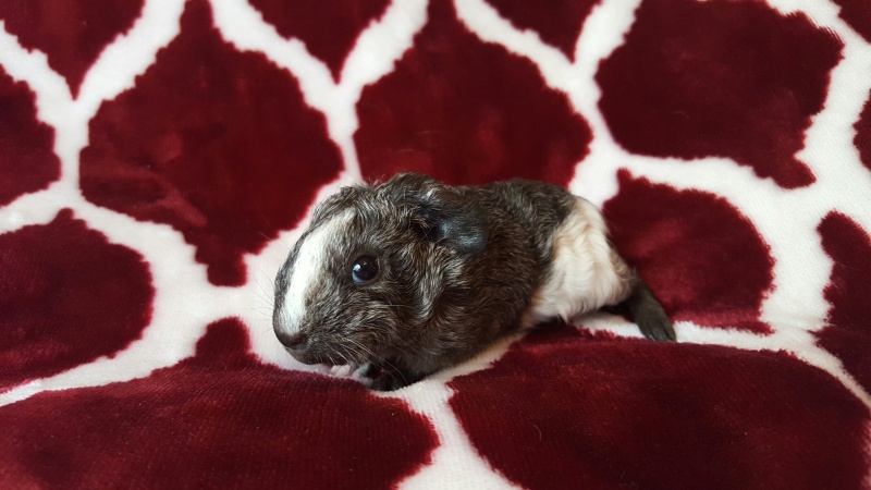 Unexpected Litter from rescued guinea pig Baby210