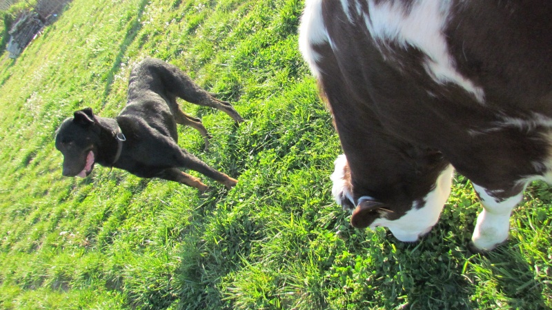 URGENCE EUTHANASIE POUR  HOOK BEAUCERON LOF DE 3 ANS - Page 2 Img_4013