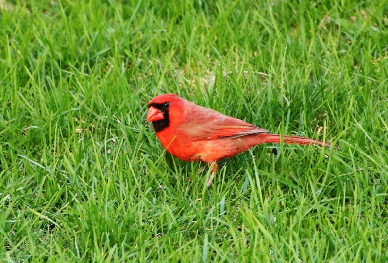 Cardinal rouge Img_0210