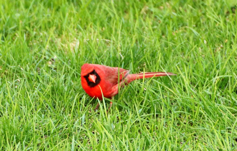 Cardinal rouge Img_0211