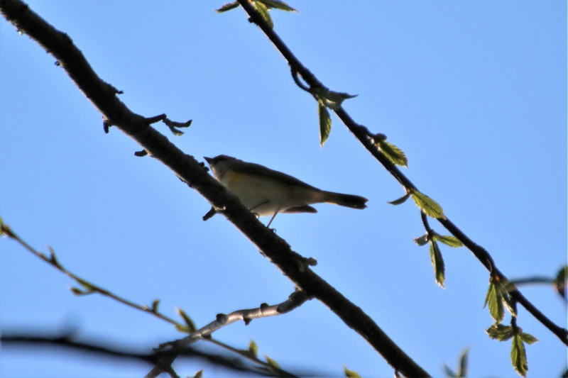 Autre paruline à identifier Img_3016