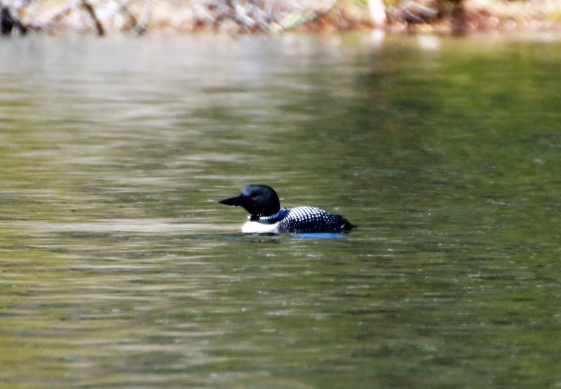 Plongeon huard Super111