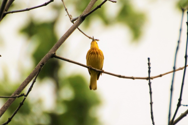 Paruline jaune Super154