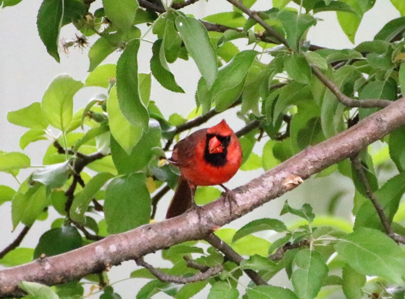 Cardinal rouge Super163