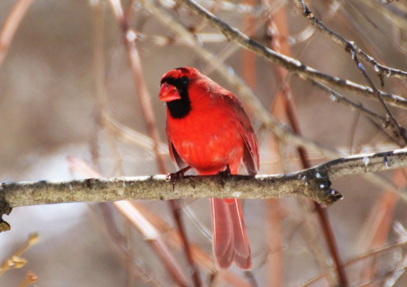 Cardinal rouge Superb83