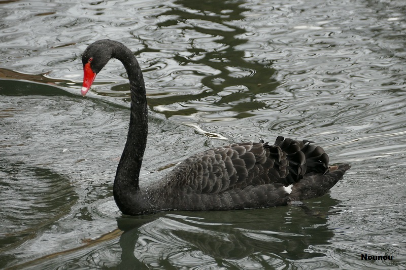 Cygne noir. Cygne_12