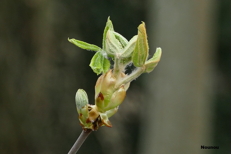 bourgeons et fleurs d'arbres. Fleur710