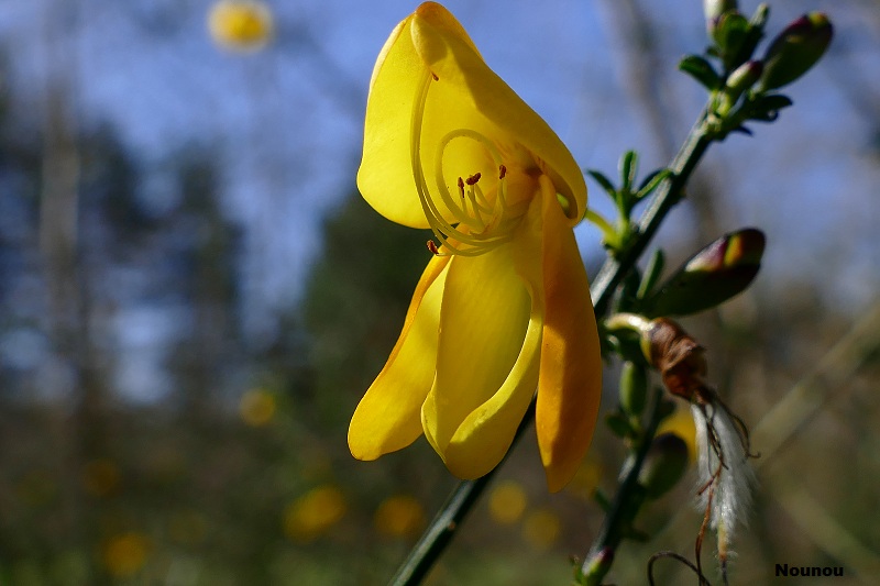 Fleurs jaunes. Genay410