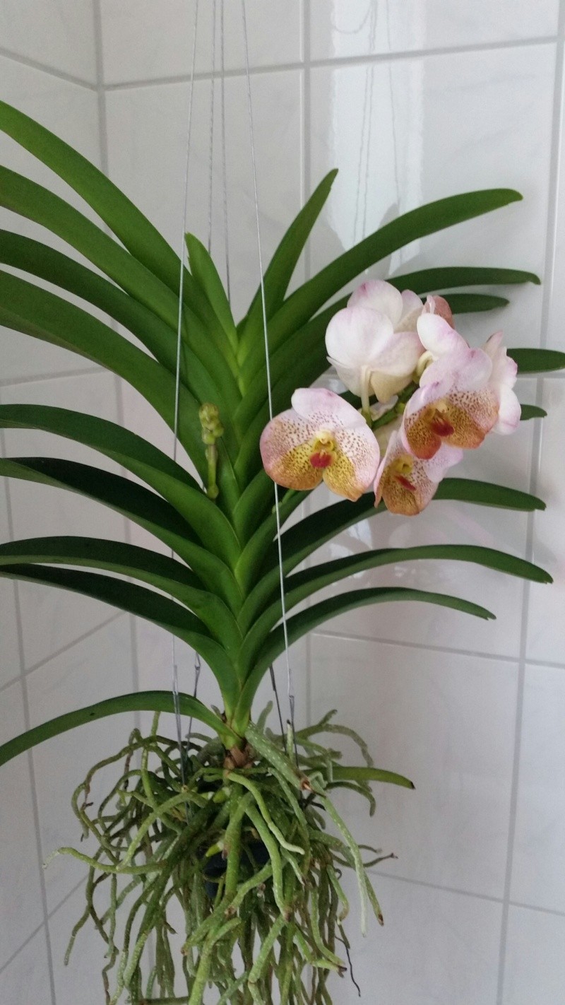 Orchideen-Neuzugang - Seite 18 2016-018