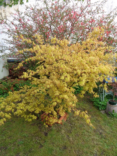 Mes petits arbres - Page 10 Dsc02019