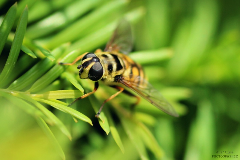 Quand la nature nous dévoile ses merveilles. Ab210