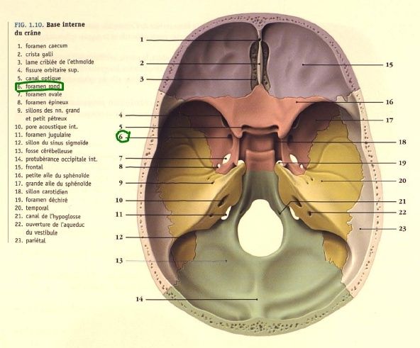 Fissure ptérygo maxillaire et trou grand rond  Forame10