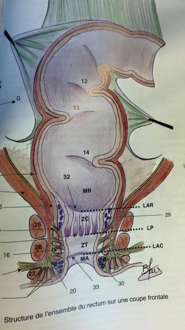 structure interne du rectum 12915110