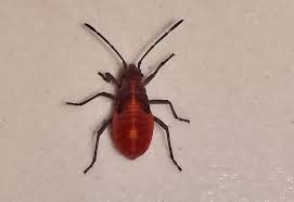 Red Beetles With Black Shoulders/Wings Crawling Around On JBP Boxeld14