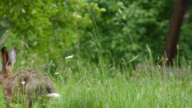 Belles photos d'animaux c'est ici ! - Page 10 P1110711