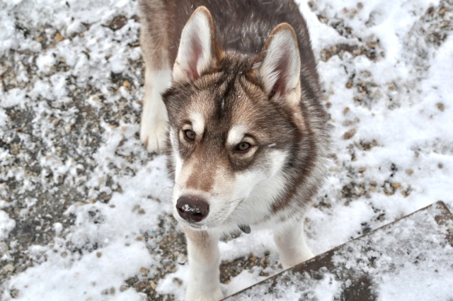 Suka Got Into the Bag of Dog Food!  Dogs_010