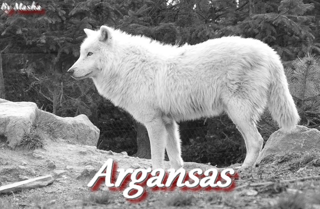 Argansas-loup du Canada-5 ans Loup-c10