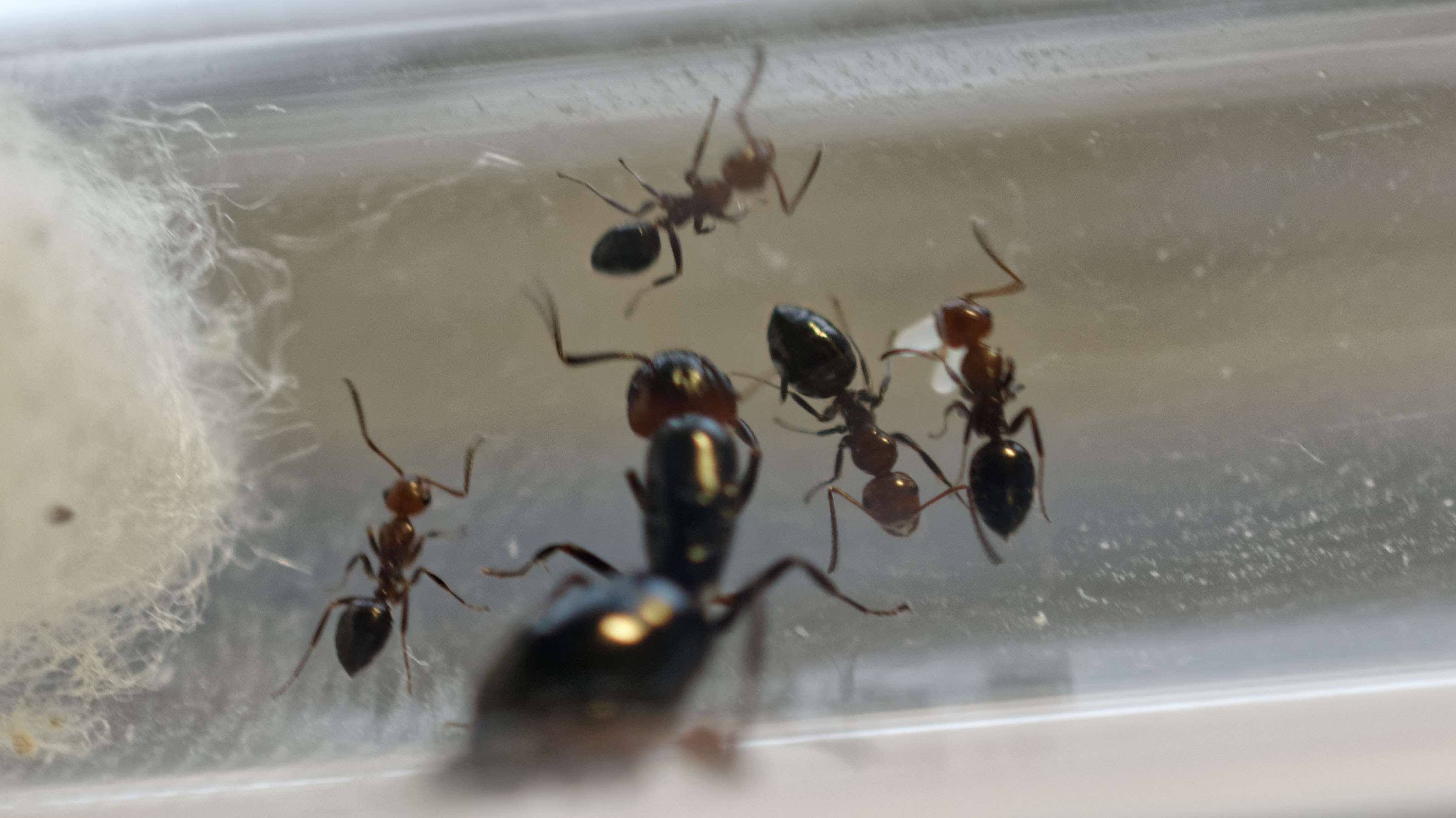 Fondation Camponotus  lateralis (†) 2016-017