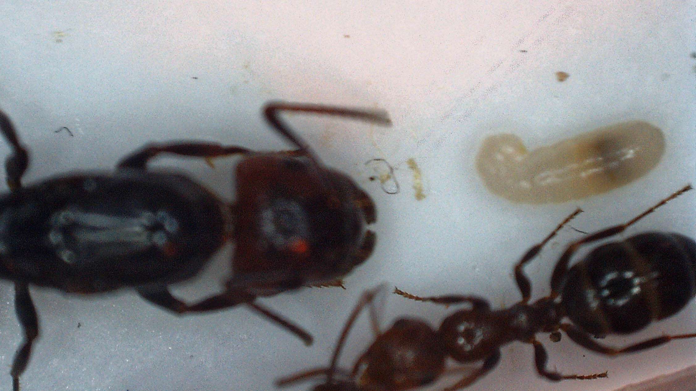 Fondation Camponotus  lateralis (†) 2016-021