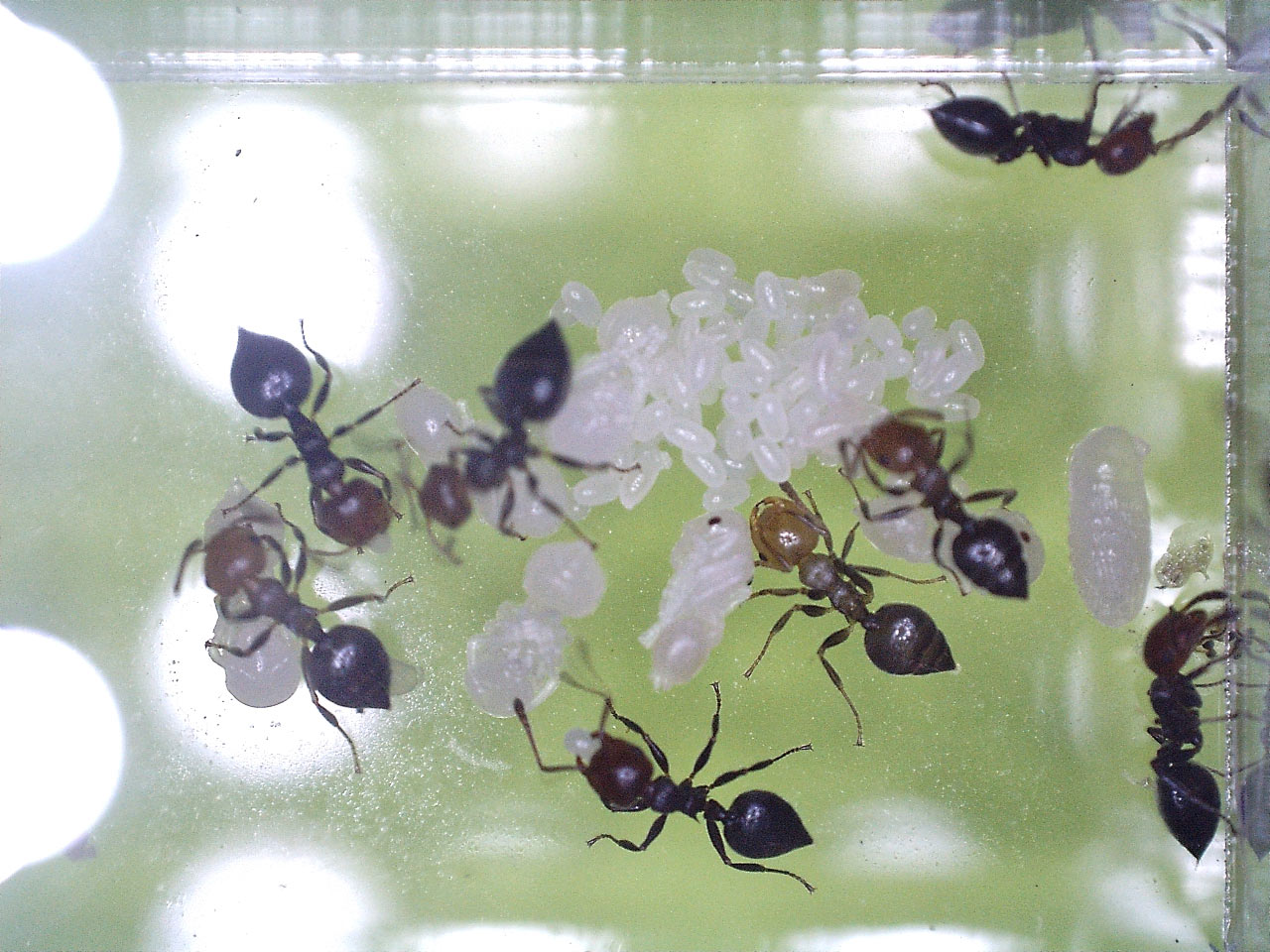 Fondation Crematogaster scutellaris (†) 2016-036