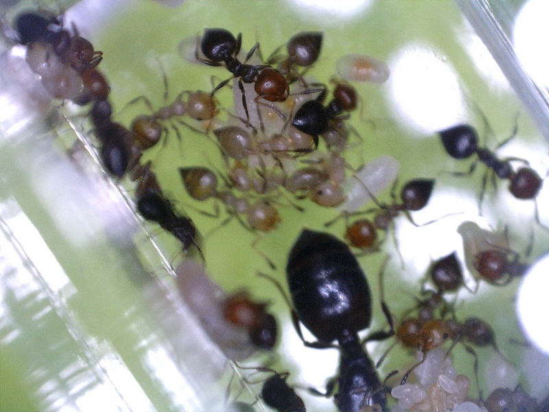 Fondation Crematogaster scutellaris (†) 2016-040