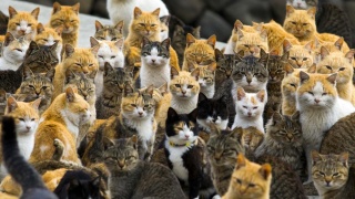 Au Japon: L'île aux chats , l'île aux lapins, l'île aux renards .... Aoshim10