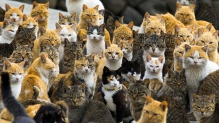 Au Japon: L'île aux  chats , l'île aux lapins, l'île aux renards   .... Aoshim10