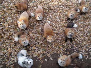 Au Japon: L'île aux  chats , l'île aux lapins, l'île aux renards   .... Zao-fo10