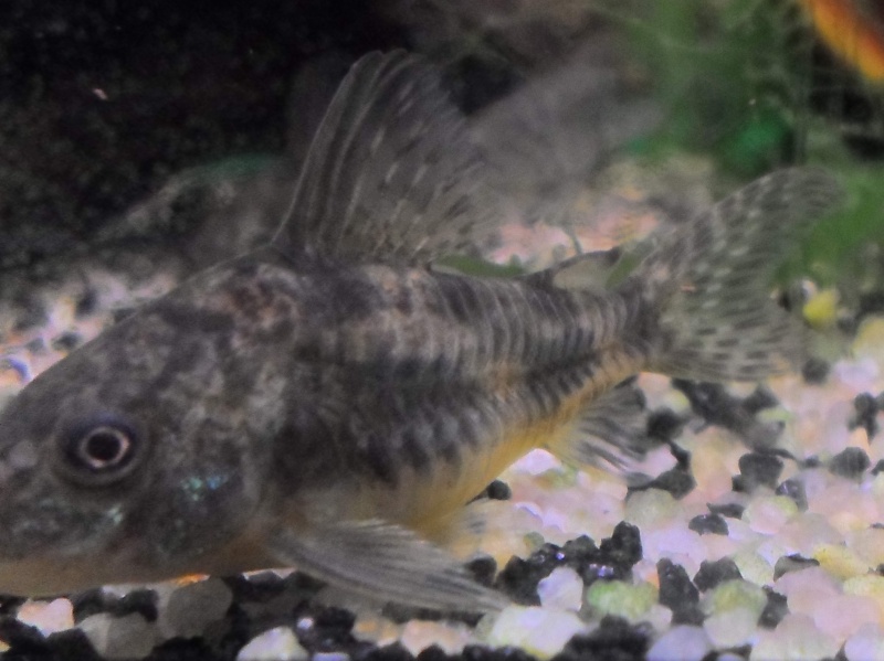 Problème corydoras Sam_0512