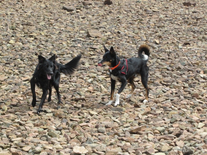 le BASENJI Img_0110