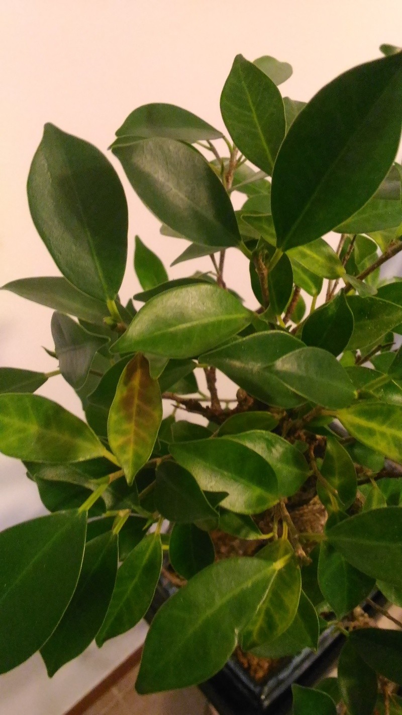 Problemi Ficus dopo rinvaso P_201612