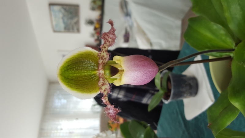 Meine Orchideen blühen  20151111