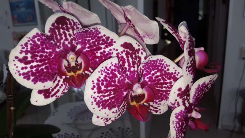 Meine Orchideen blühen  20160312