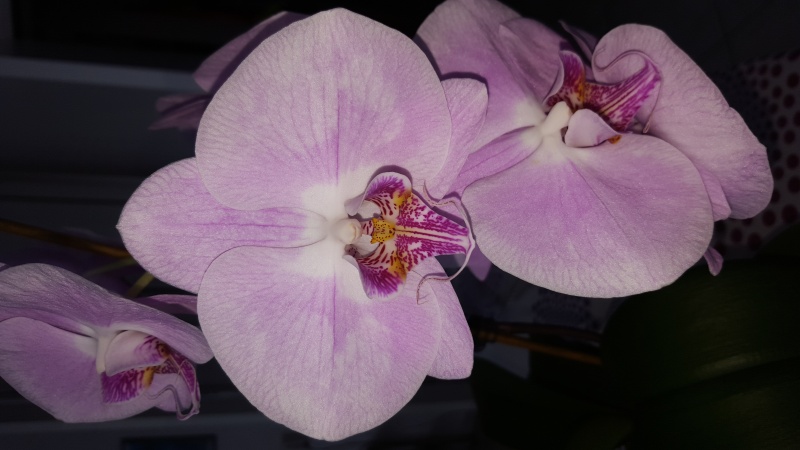Meine Orchideen blühen  20160313