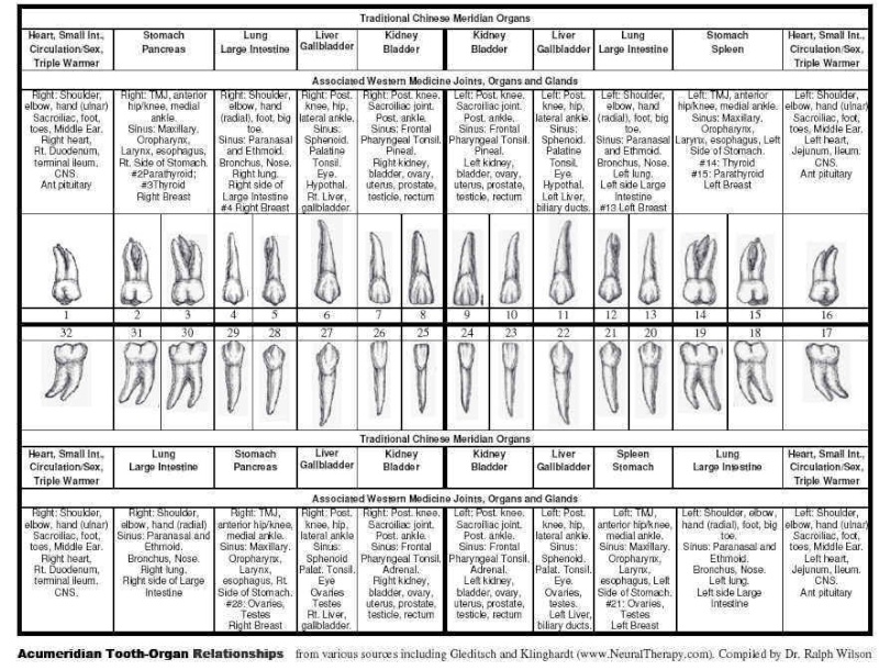 Teeth linked to each organ in the body  Image115