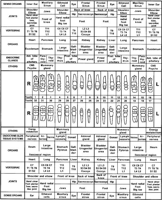 Teeth linked to each organ in the body  Image117