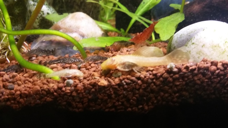 Mélange de crevettes dans un aquarium Crevet11