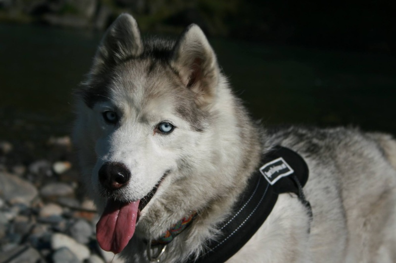 Balika belle Husky 9ans ASSO65 Balika10