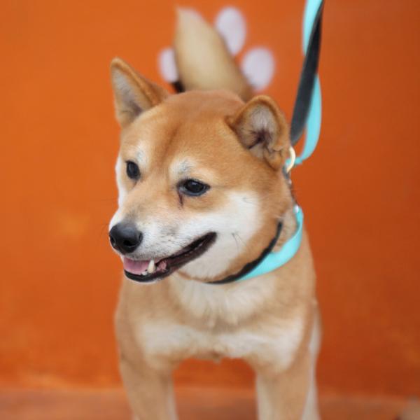 Shiva Shiba Inu 05/2014 REFU92 Shiva_11