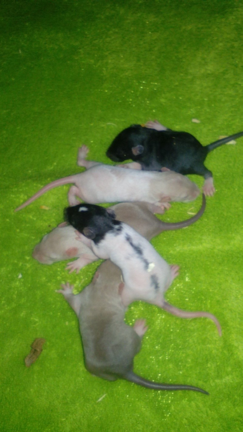 Recherche deux petites rattes Img_2075