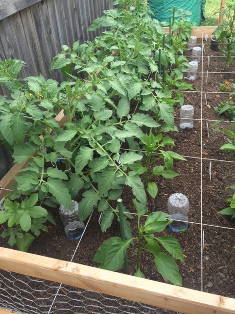 Update on Seed Starts - Page 3 Img_1010
