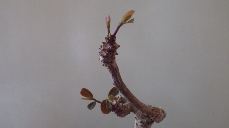 Phyllanthus mirabilis Imgp0019