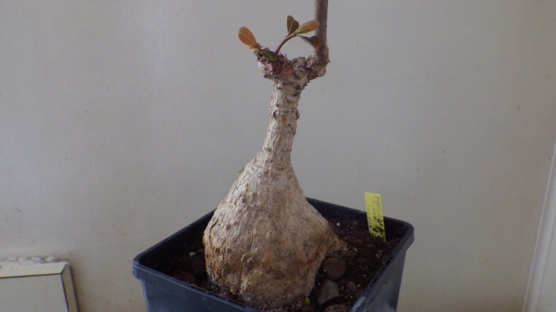 Phyllanthus mirabilis Imgp0020