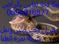شركة مكافحة حشرات غرب الرياض 0554382210 العليا  Oao_410