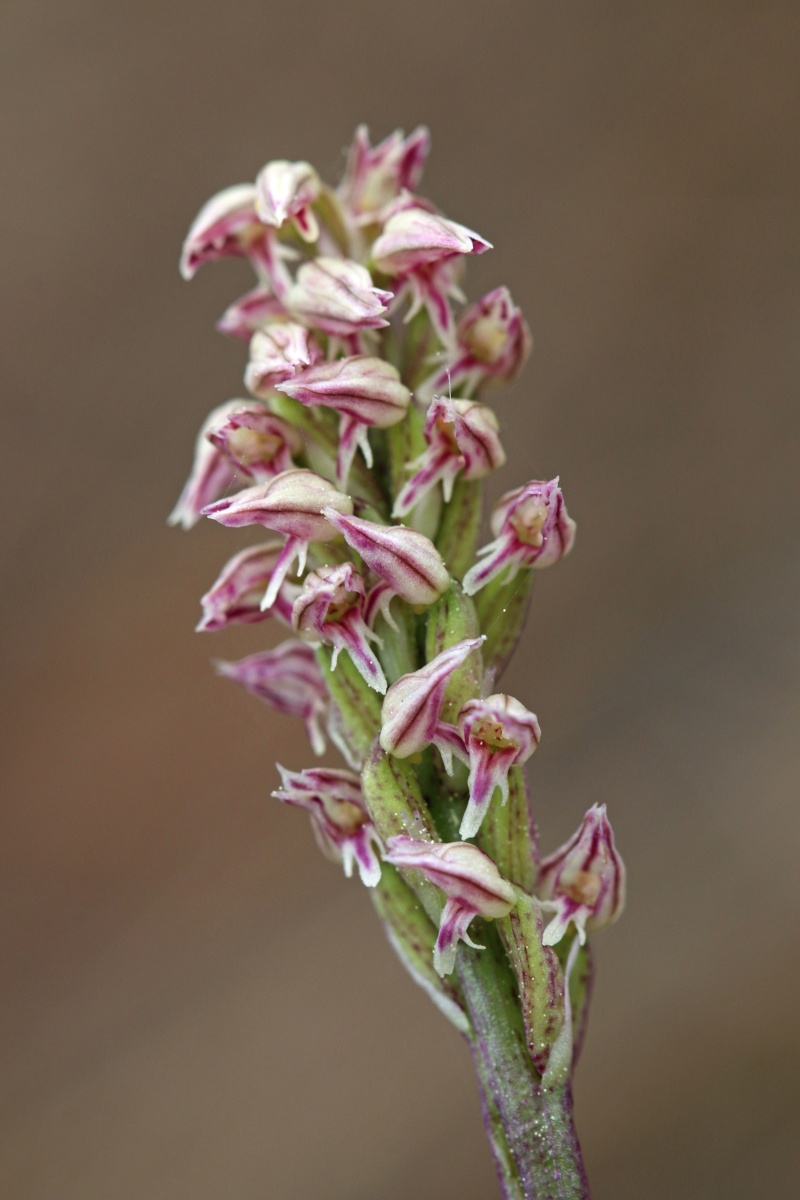 Neotinea maculata ( Orchis intact ) Intact15
