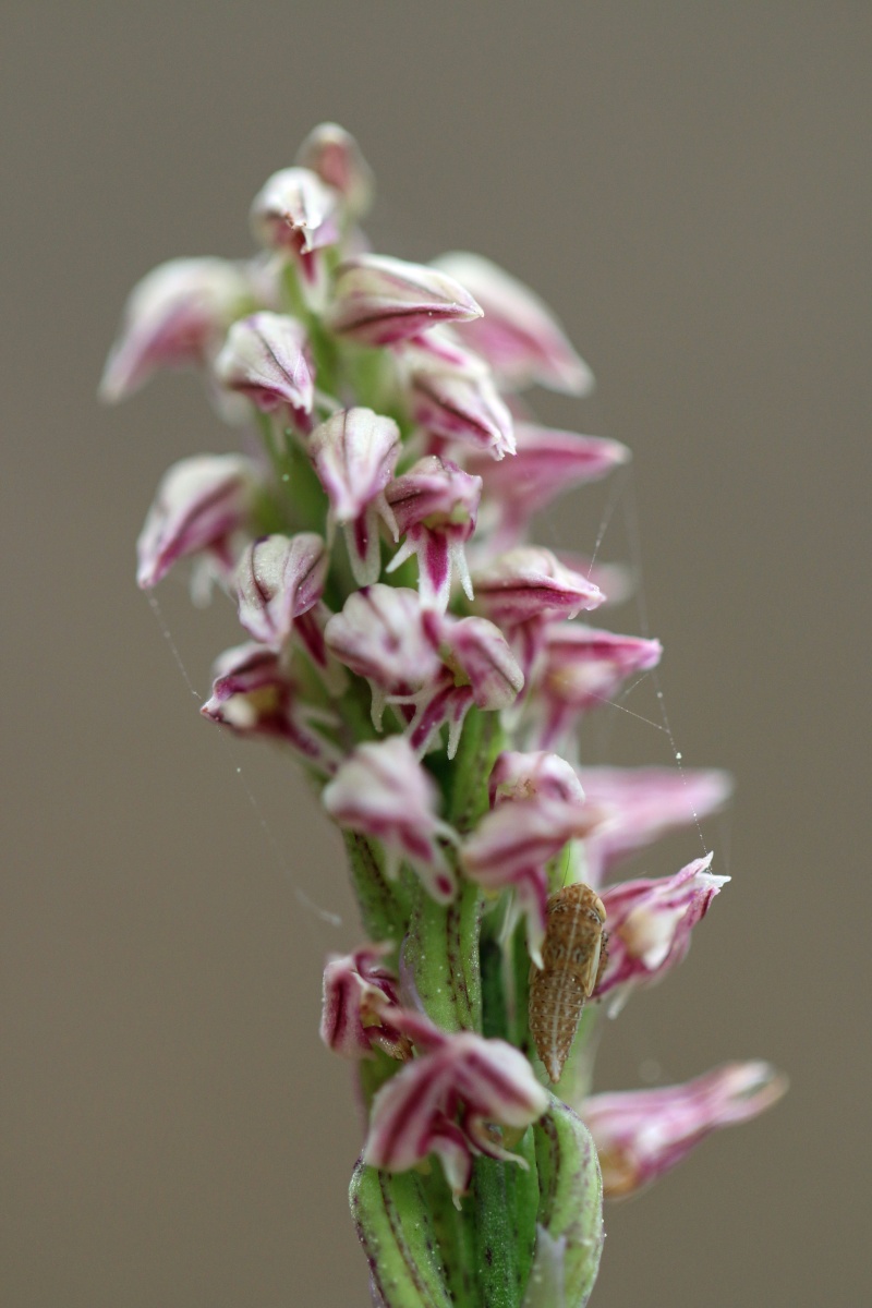 Neotinea maculata ( Orchis intact ) Intact16