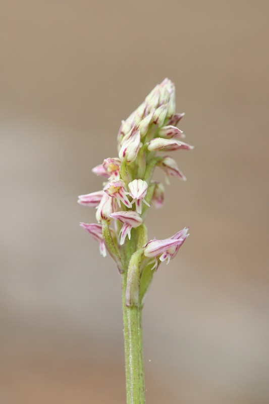 Neotinea maculata ( Orchis intact ) Intact20